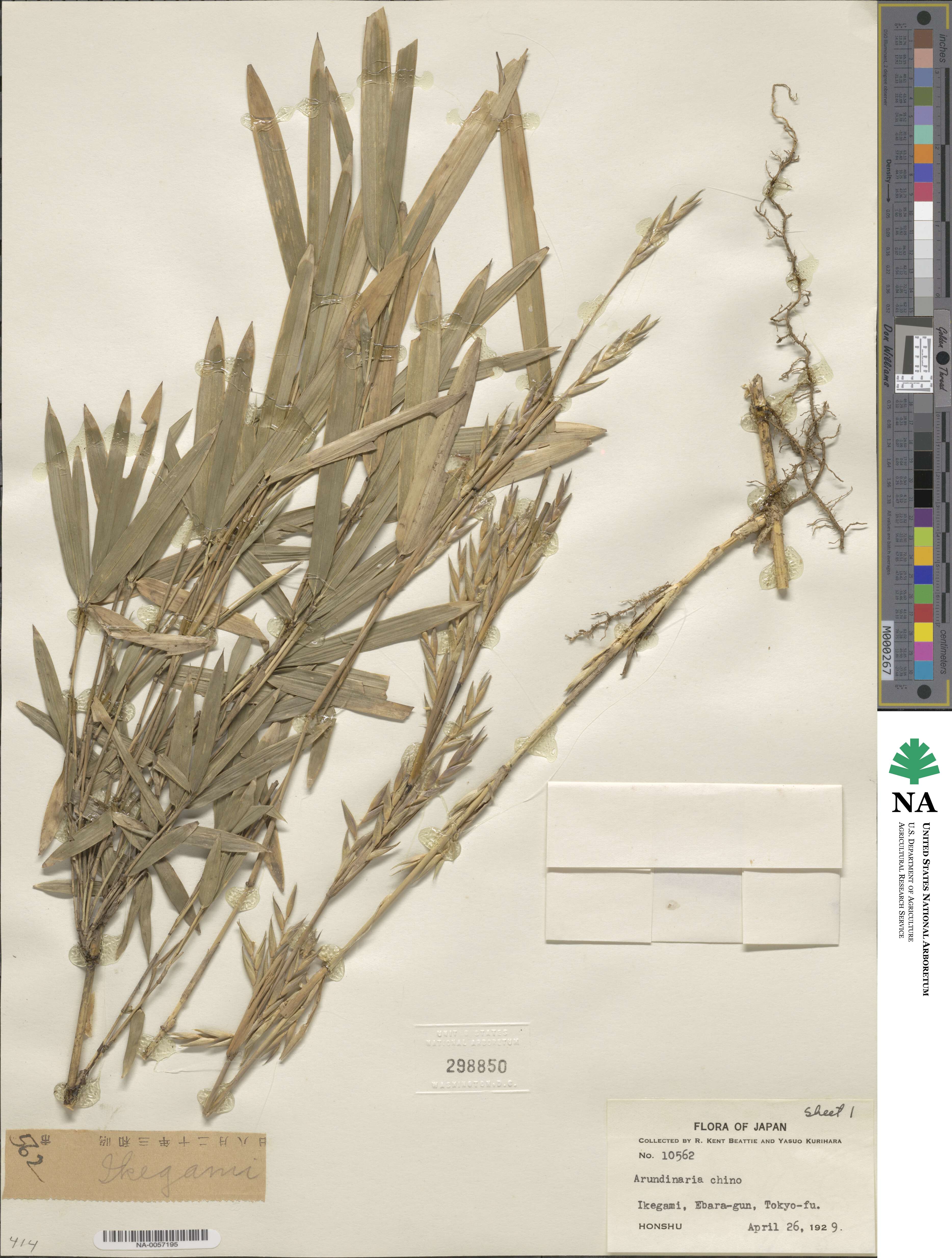 Pleioblastus argenteostriatus image