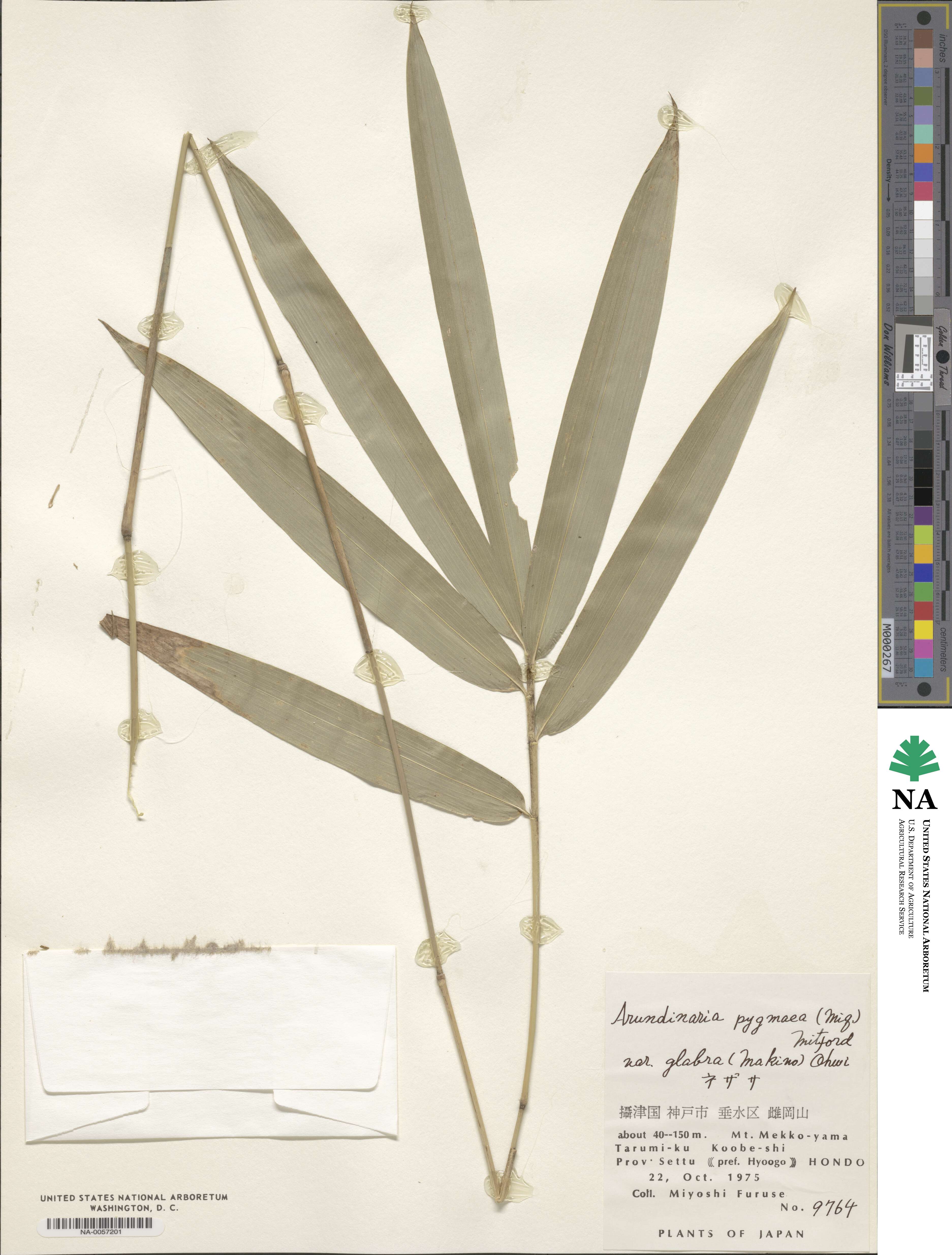 Pleioblastus argenteostriatus image
