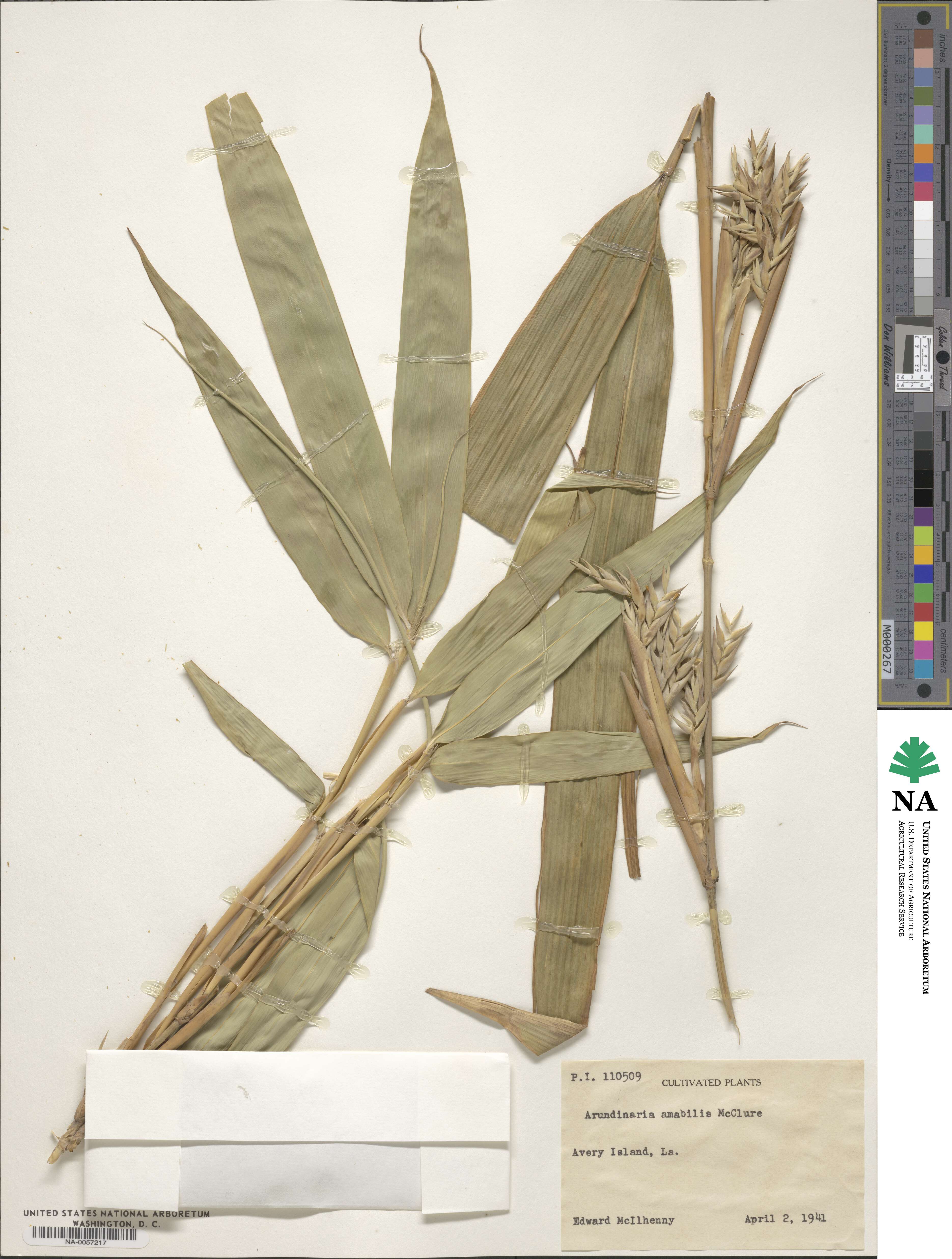Pseudosasa amabilis image