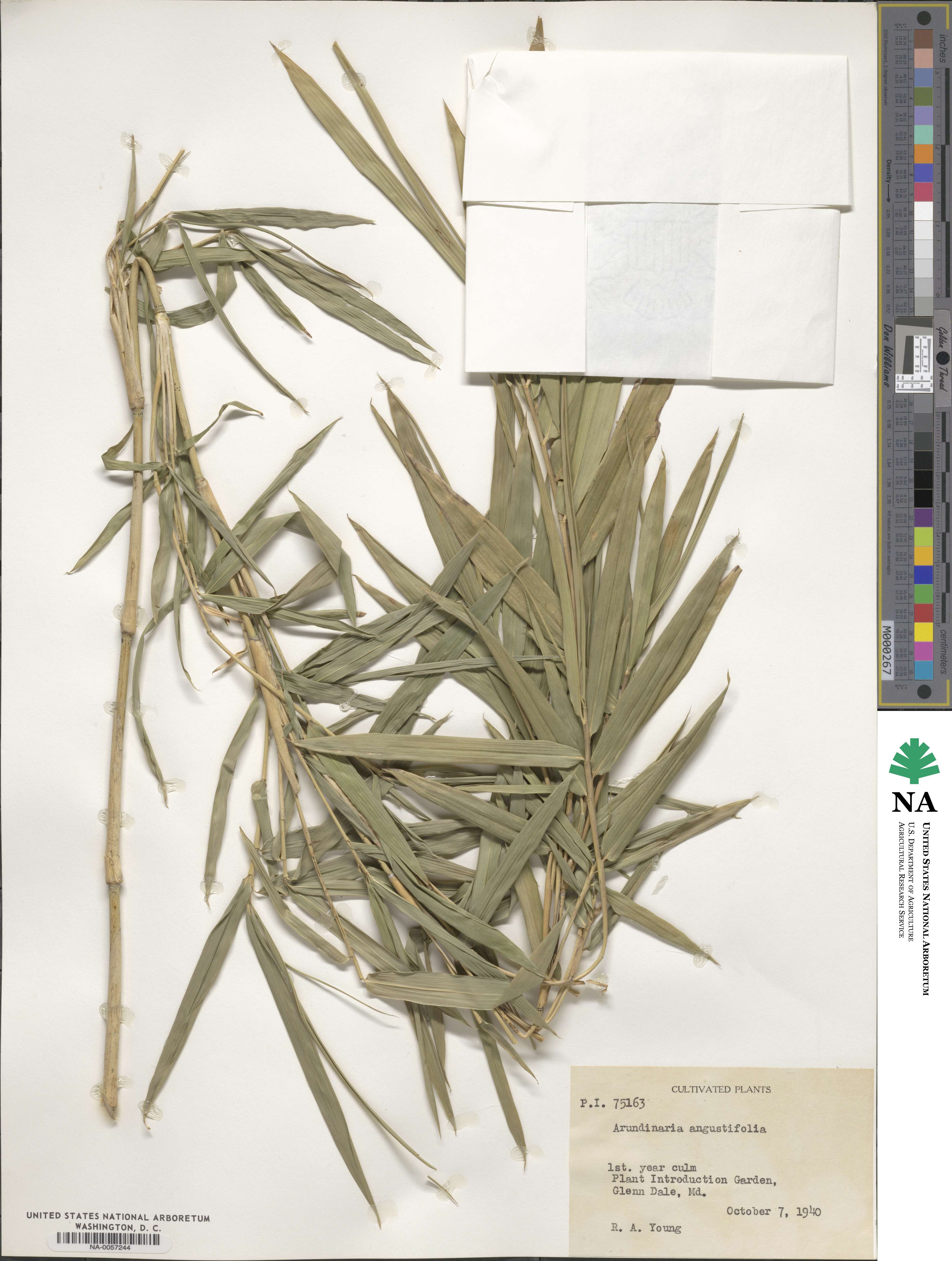 Pleioblastus argenteostriatus image