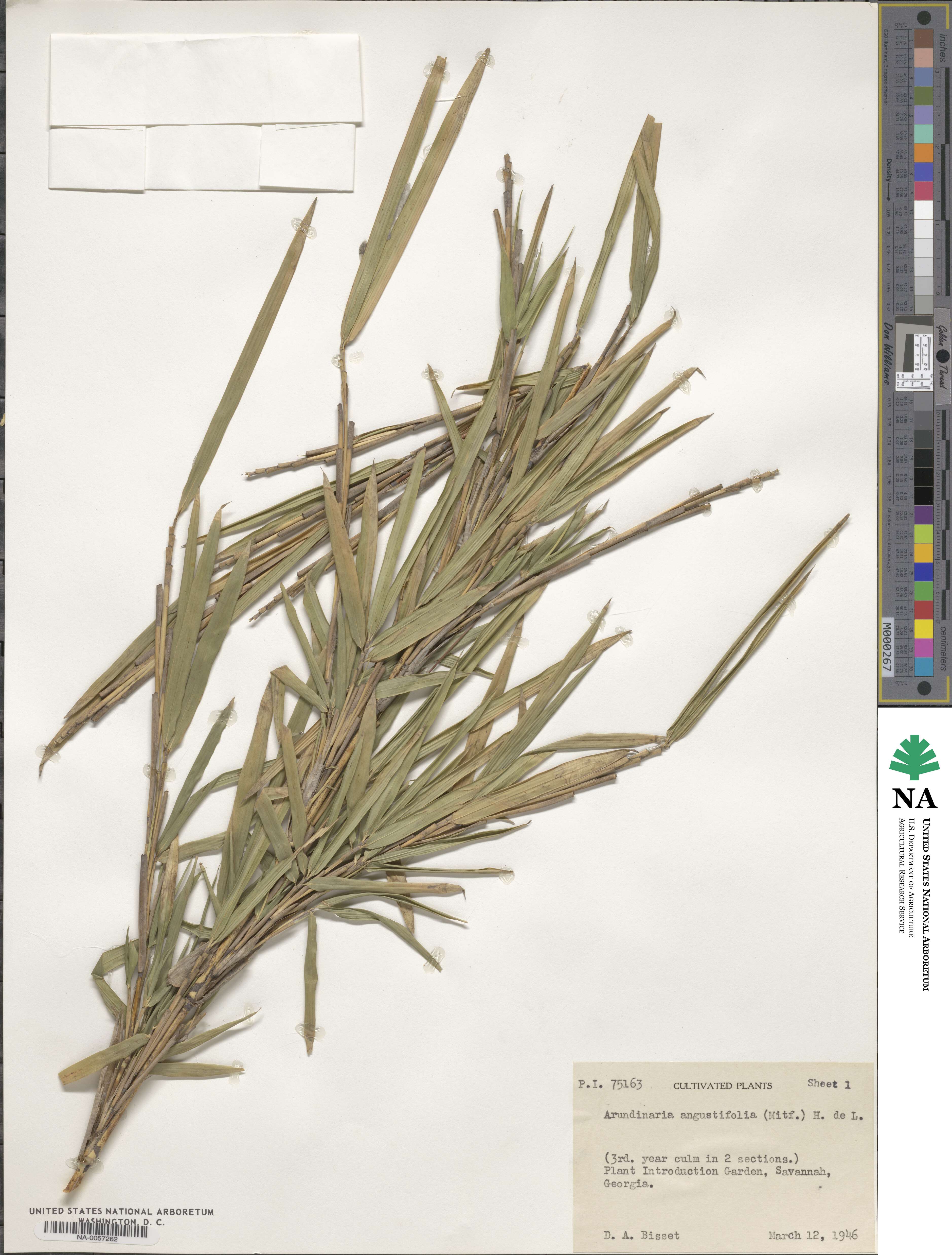 Pleioblastus argenteostriatus image
