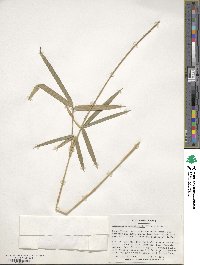 Pleioblastus argenteostriatus image