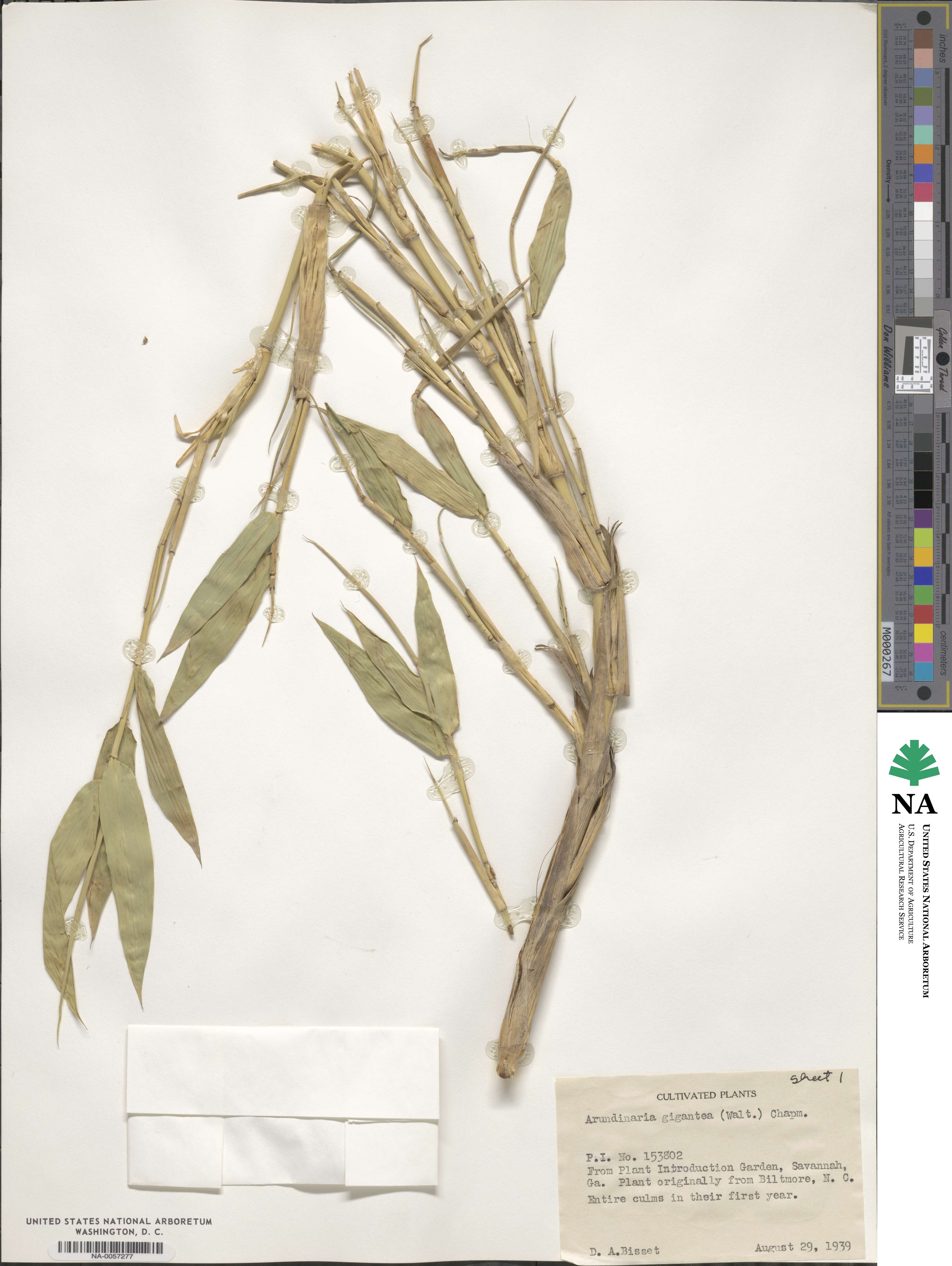 Arundinaria gigantea image