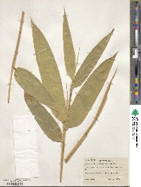 Indocalamus longiauritus image