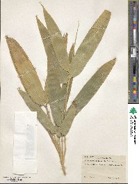 Indocalamus longiauritus image