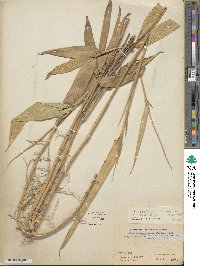 Indocalamus longiauritus image