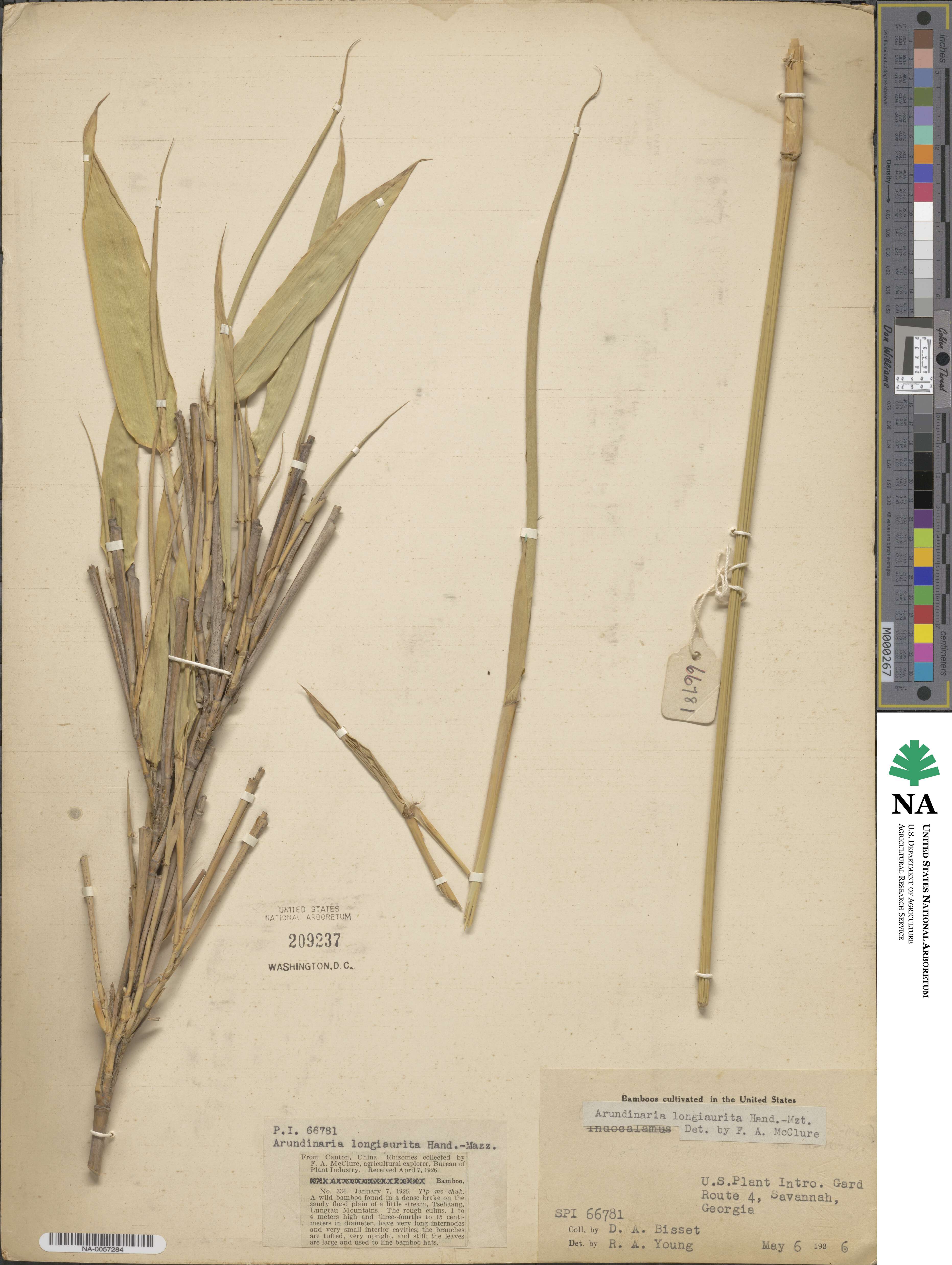 Indocalamus longiauritus image