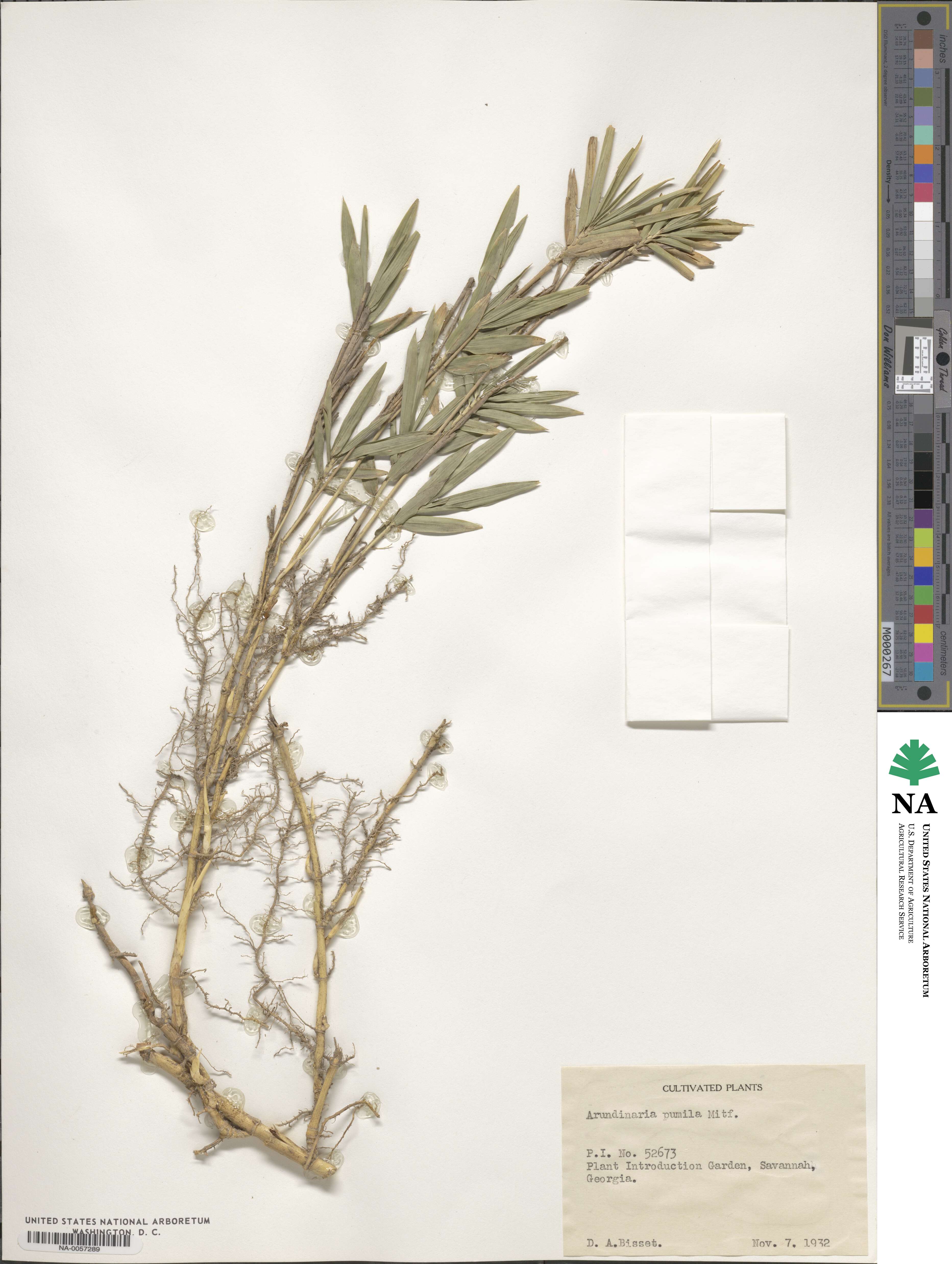 Pleioblastus argenteostriatus image