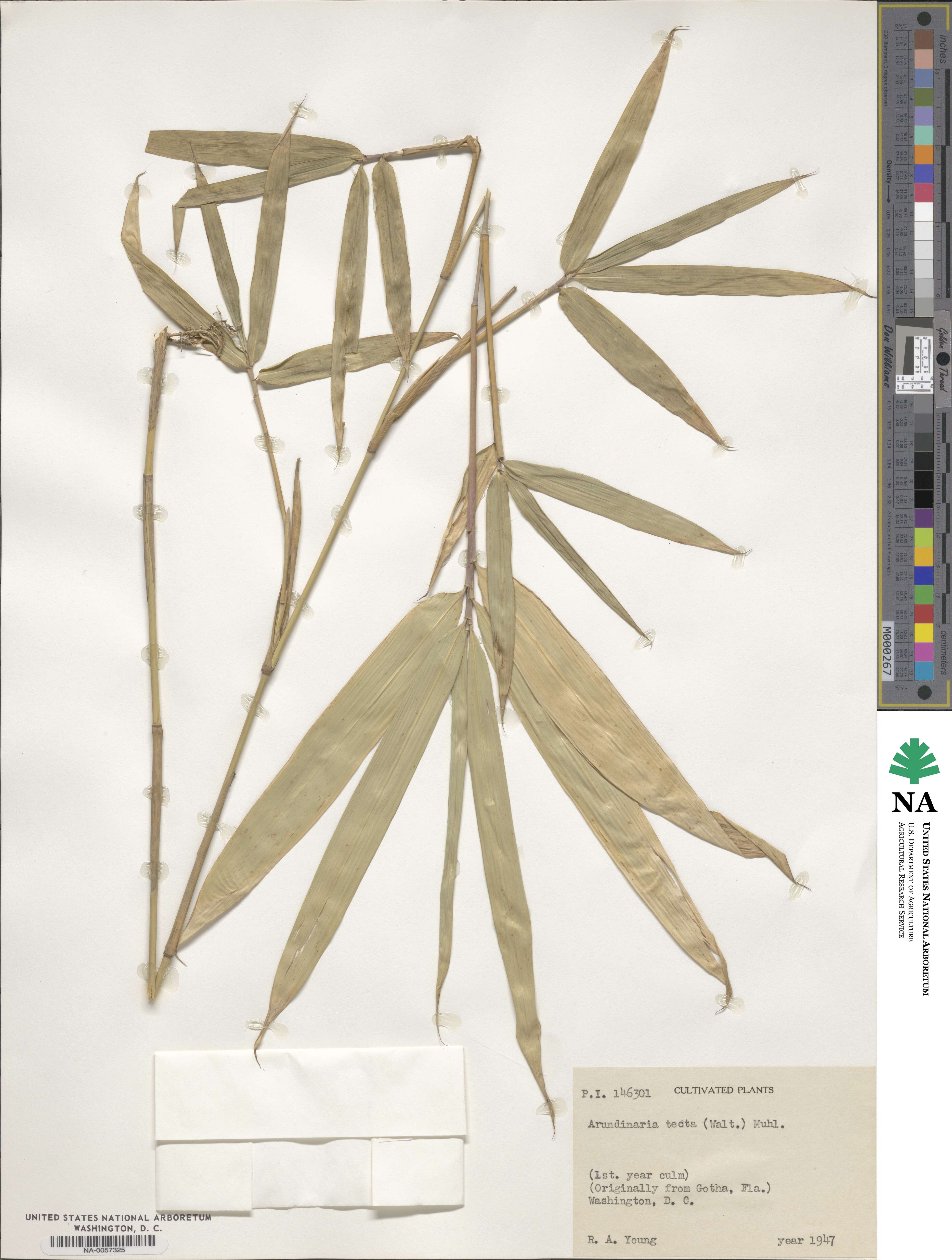 Arundinaria tecta image