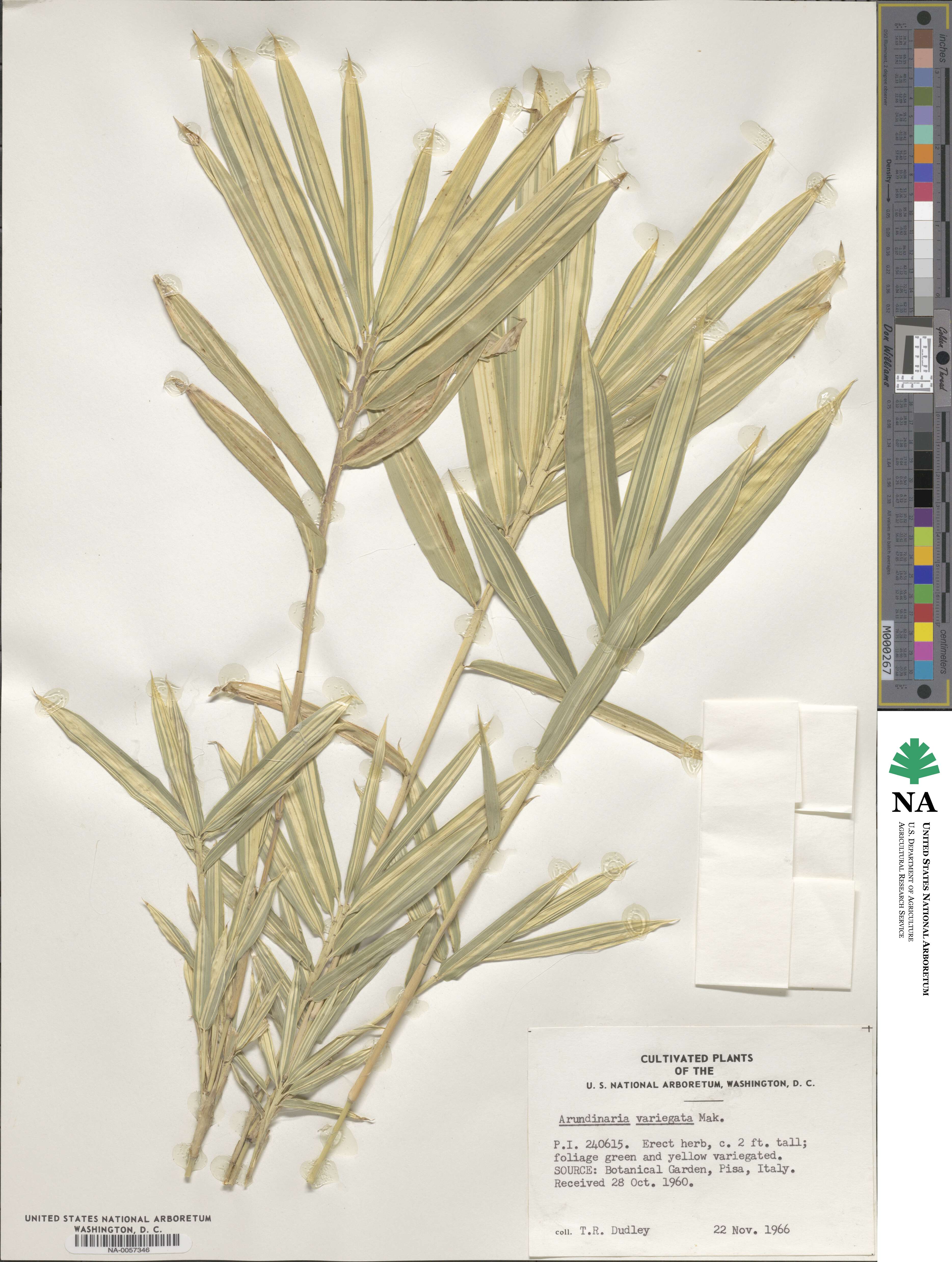 Pleioblastus variegatus image