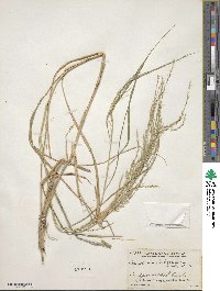 Arundinella berteroniana image