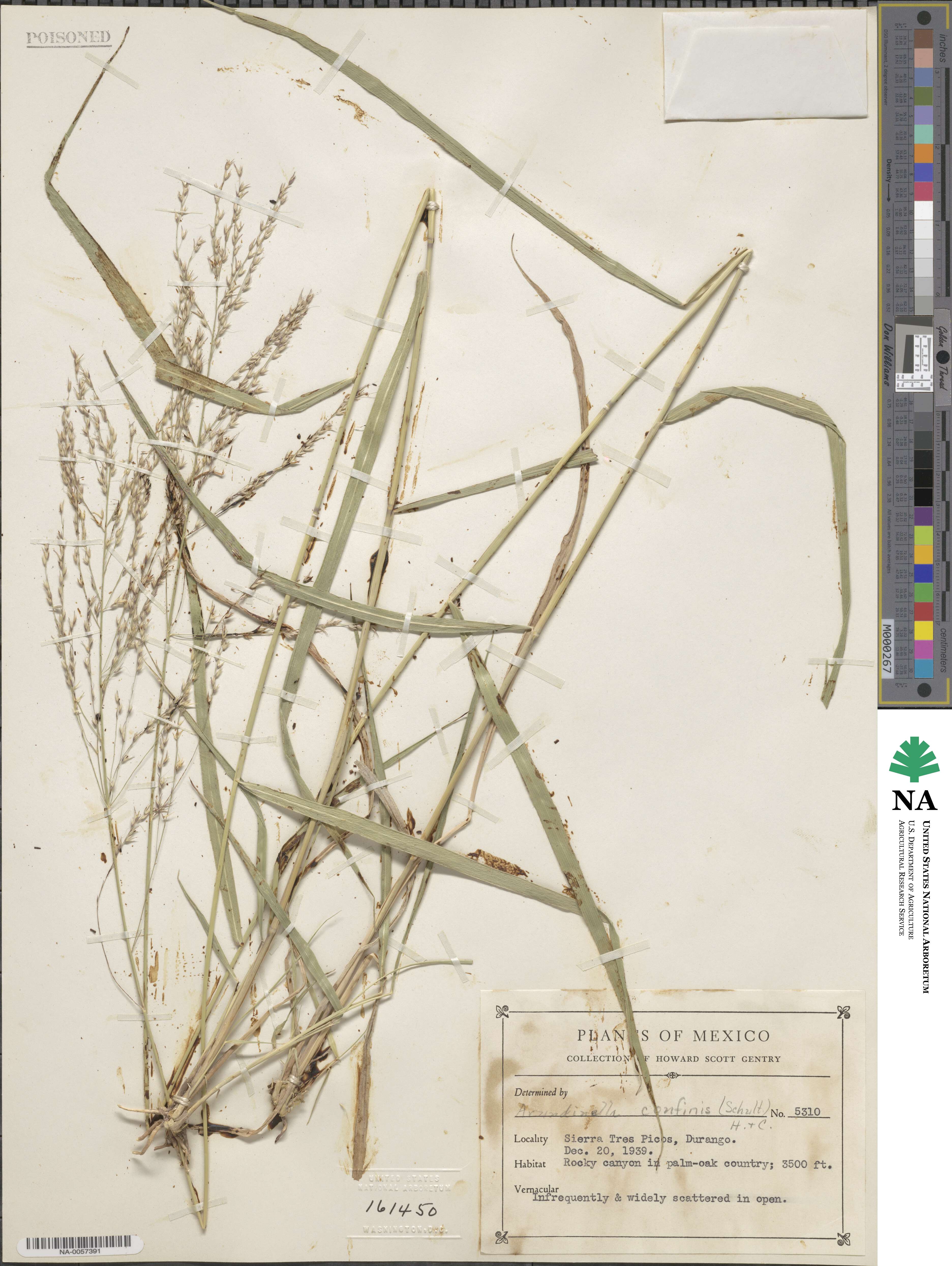 Arundinella hispida image