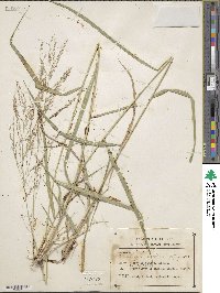 Arundinella hispida image