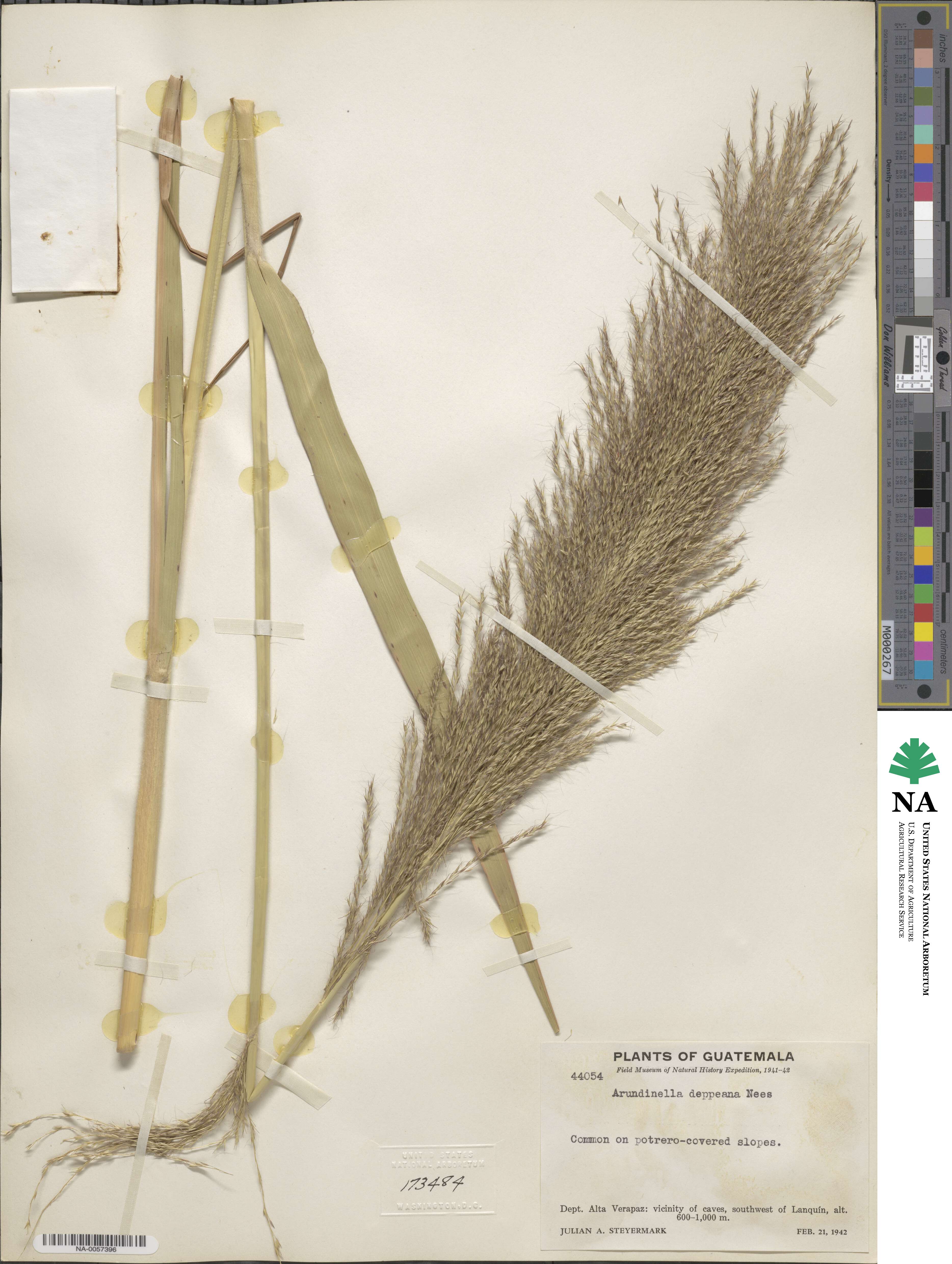 Arundinella deppeana image
