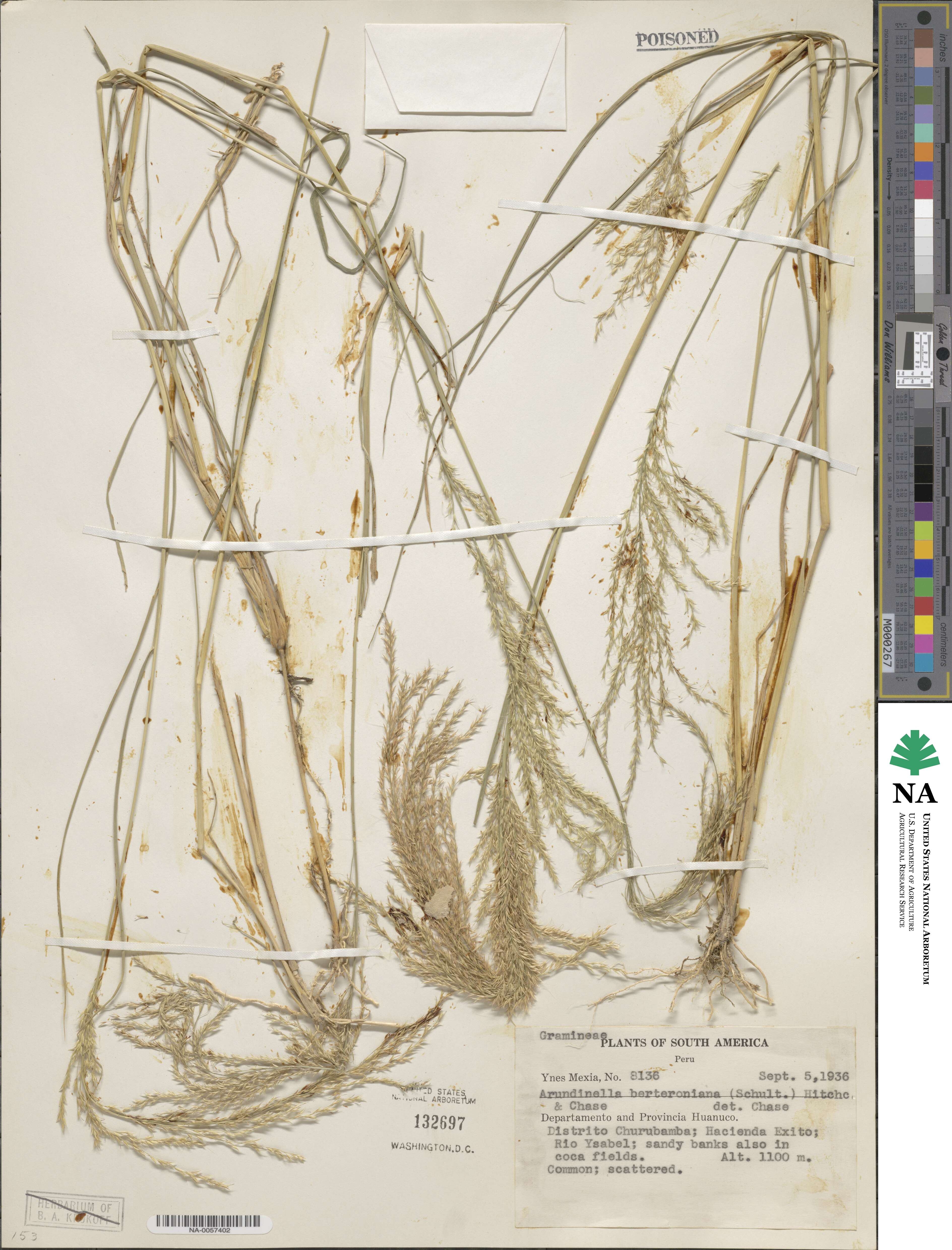 Arundinella berteroniana image