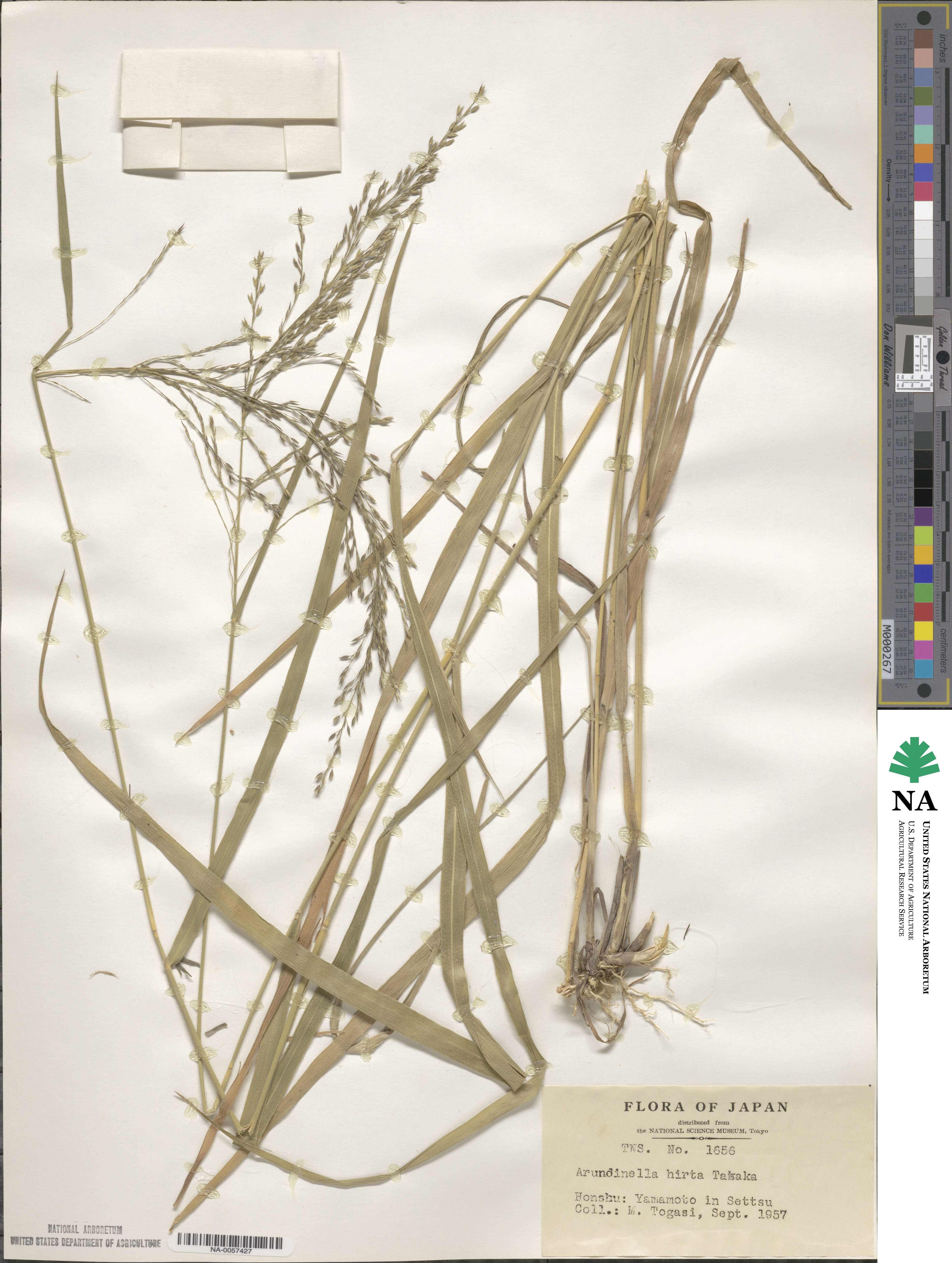 Arundinella hirta image