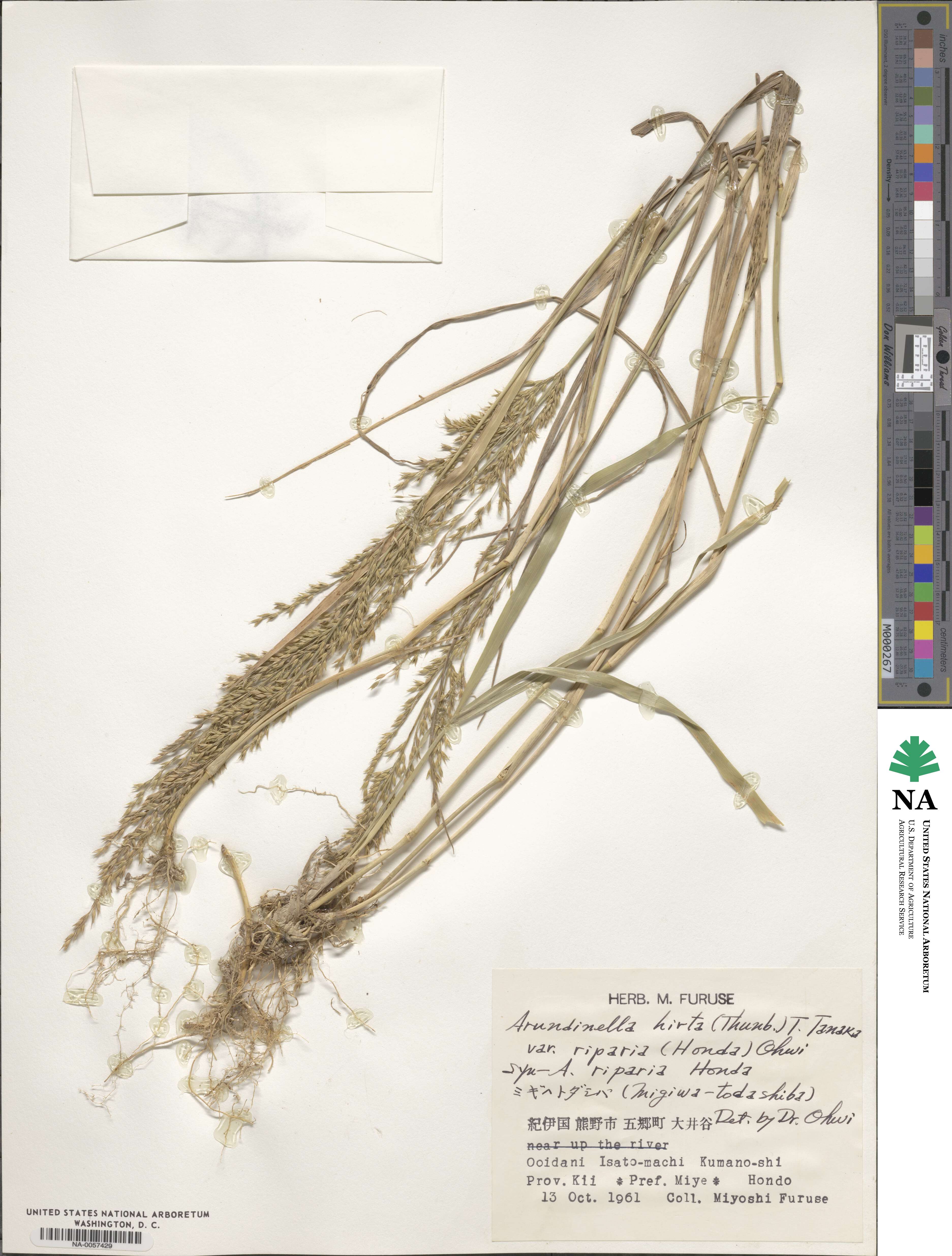 Arundinella hirta image