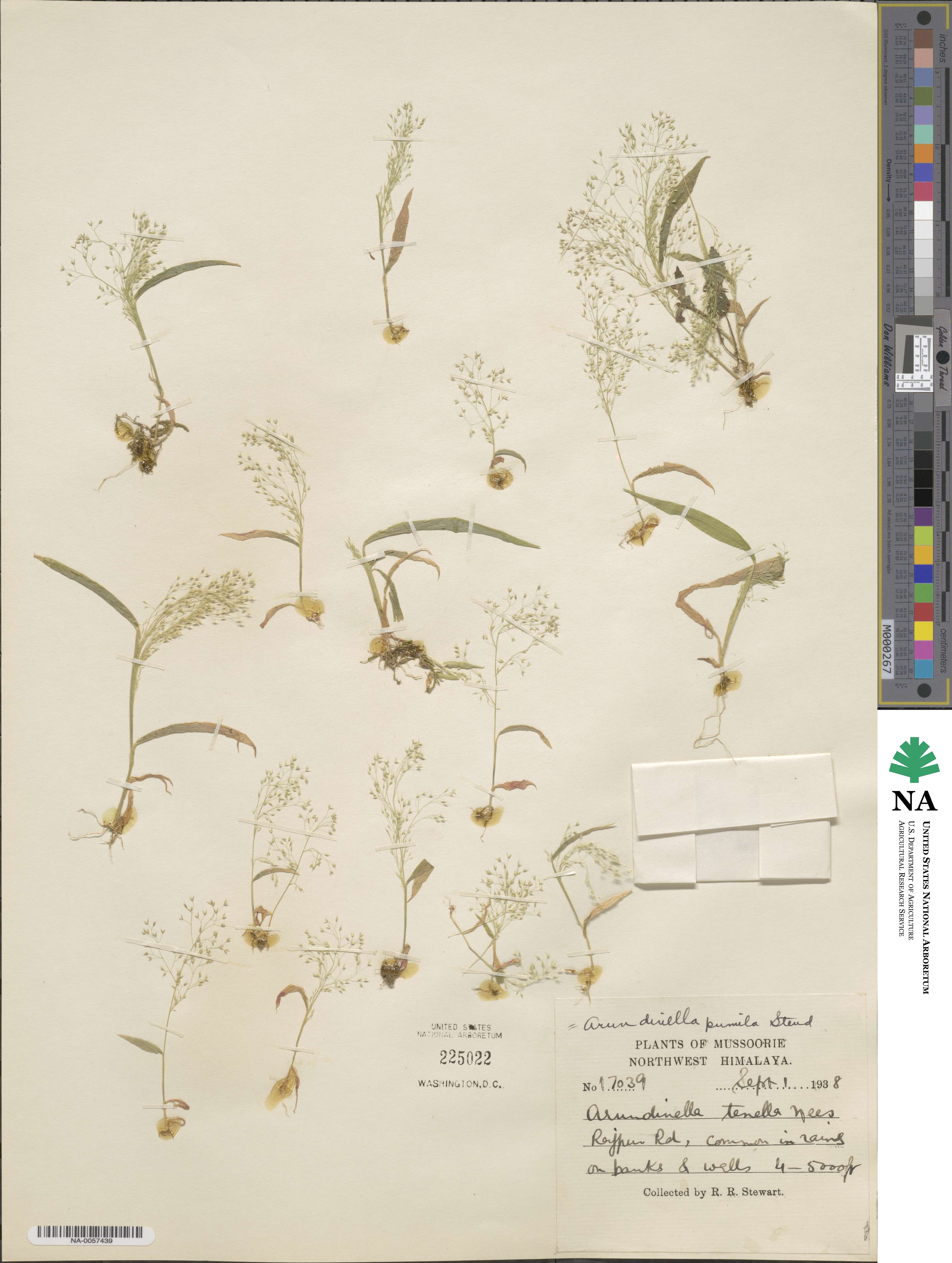 Arundinella pumila image