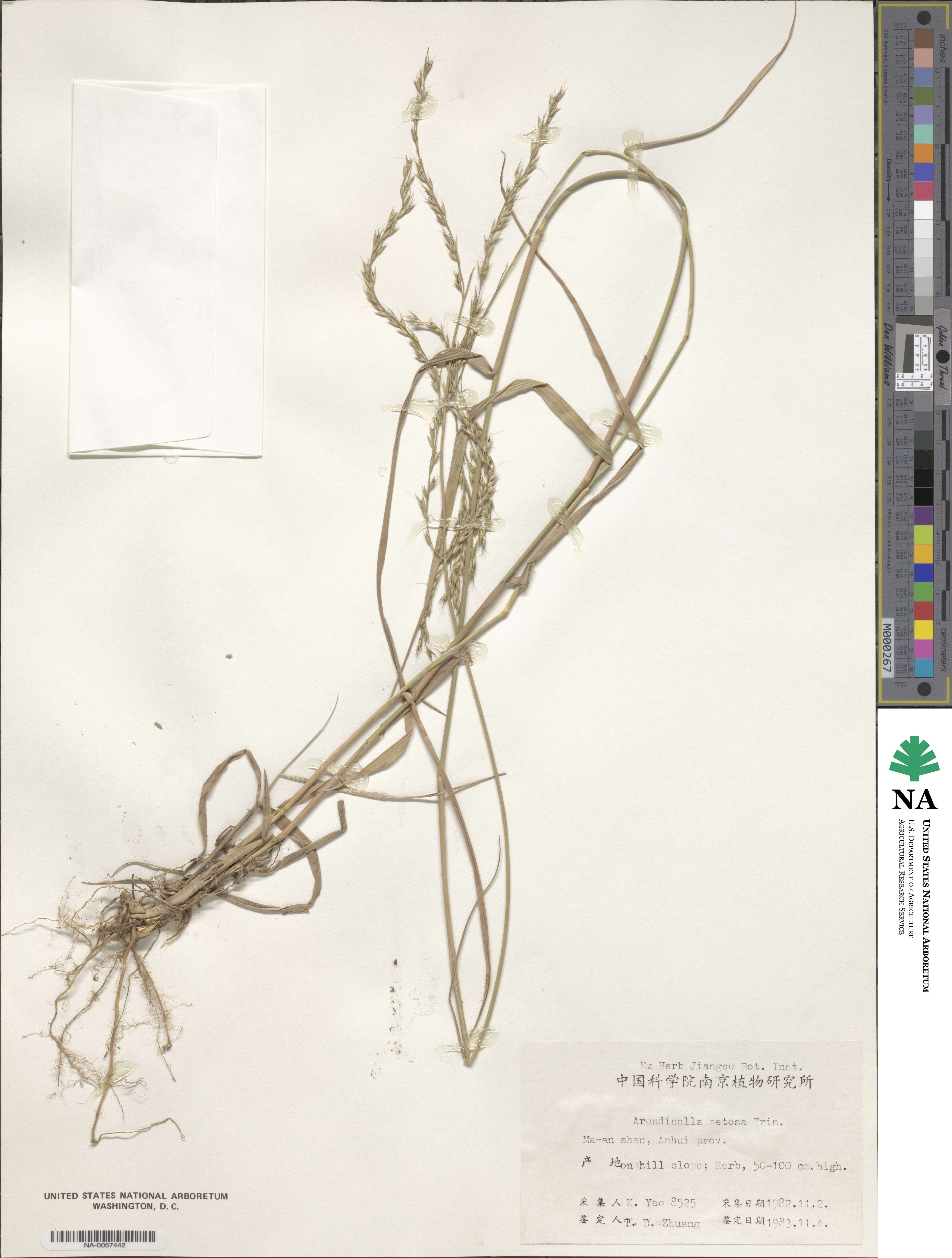 Arundinella setosa image