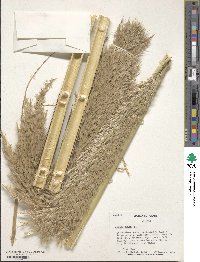 Arundo donax image