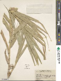 Arundo donax image