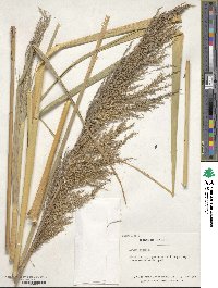 Arundo donax image