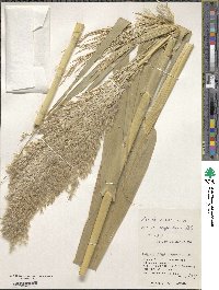 Arundo donax image