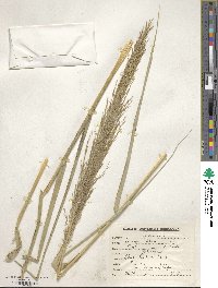 Arundo donax image