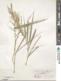 Arundo formosana image