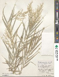 Arundo formosana image