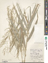 Arundo formosana image