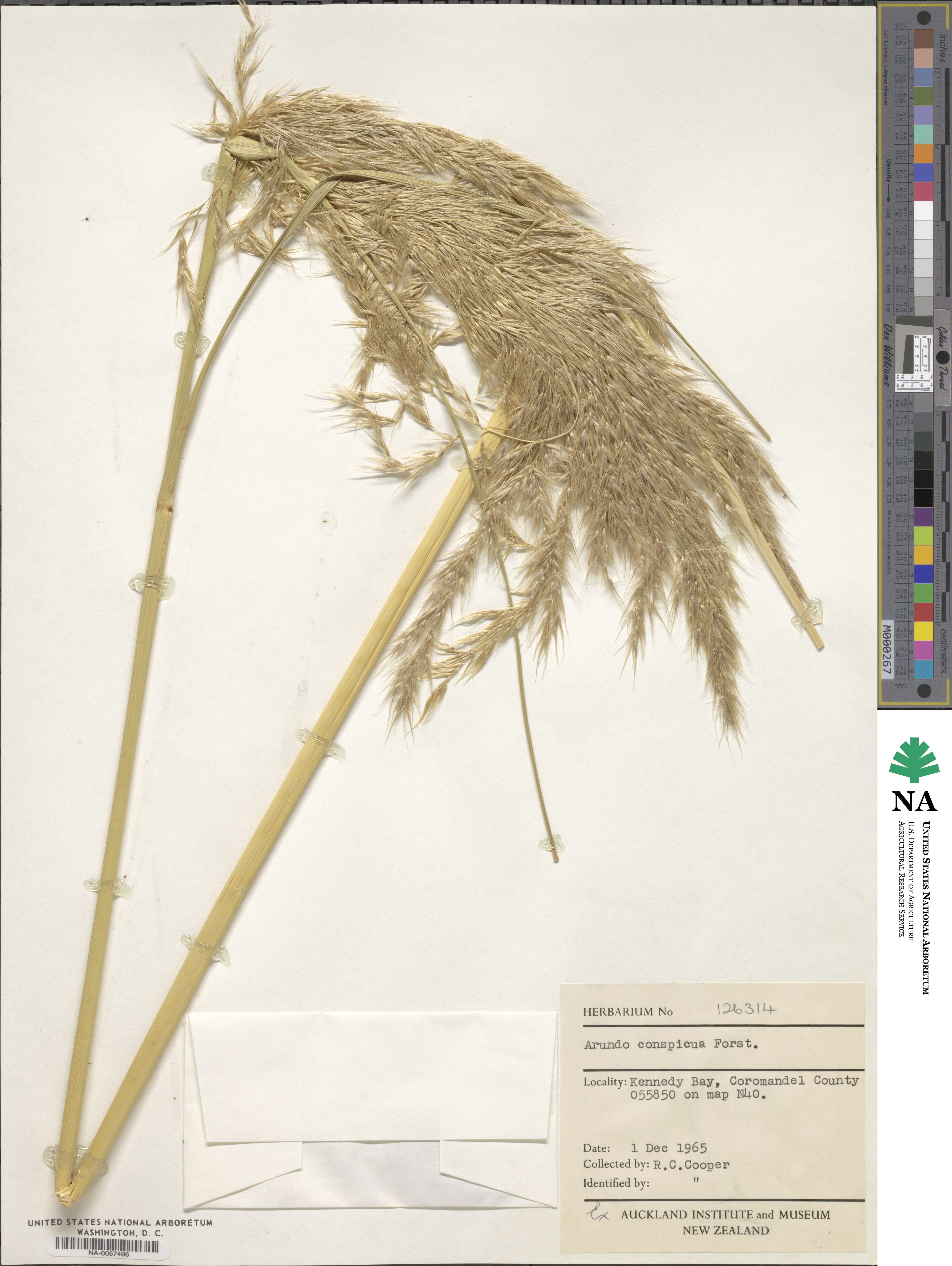 Chionochloa conspicua image