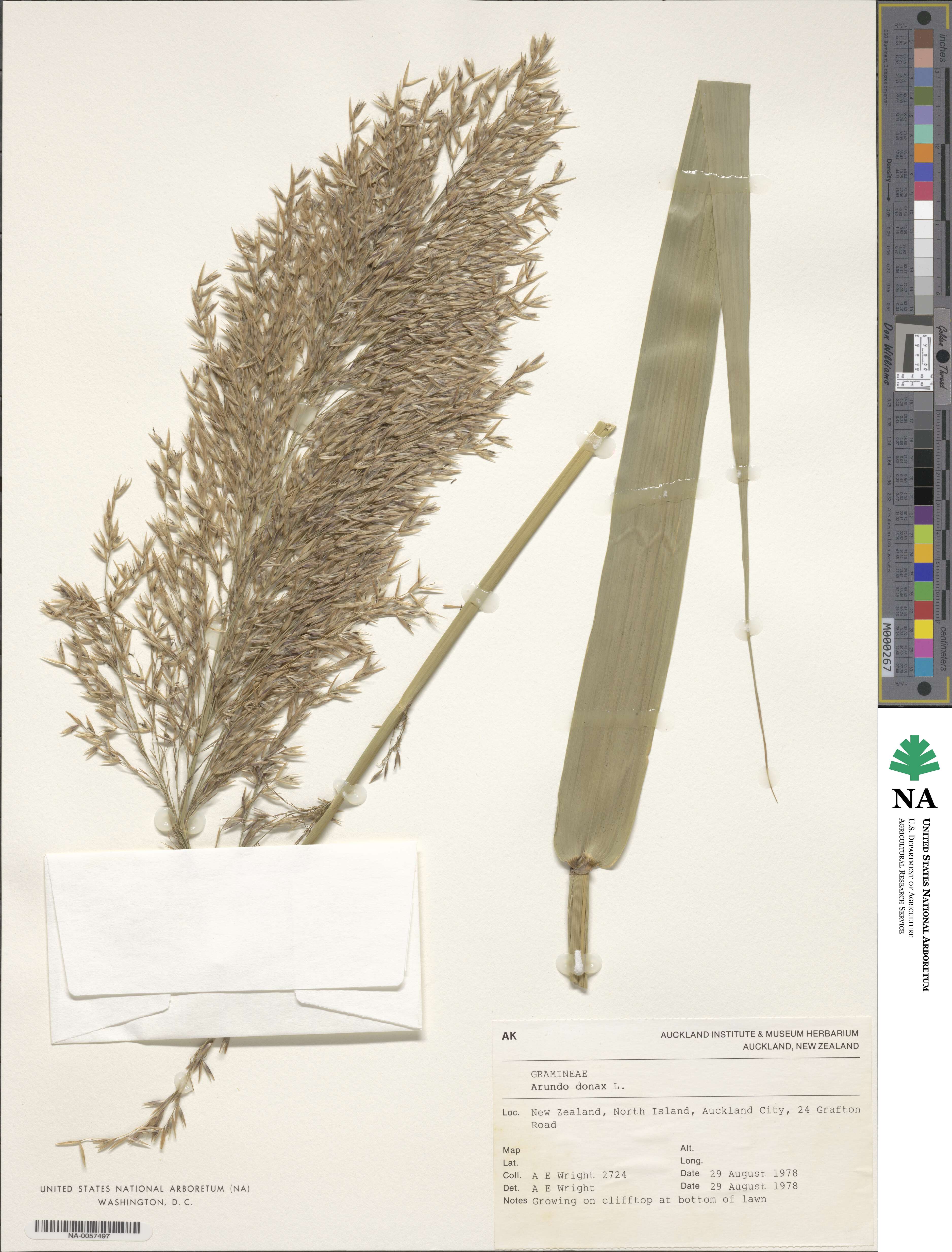 Arundo donax image