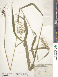 Elymus hystrix image