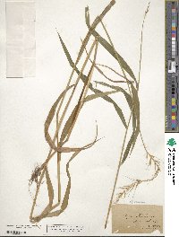 Elymus hystrix image