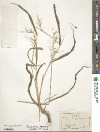 Elymus hystrix image