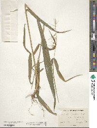 Elymus hystrix image