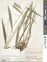 Elymus longearistatus image