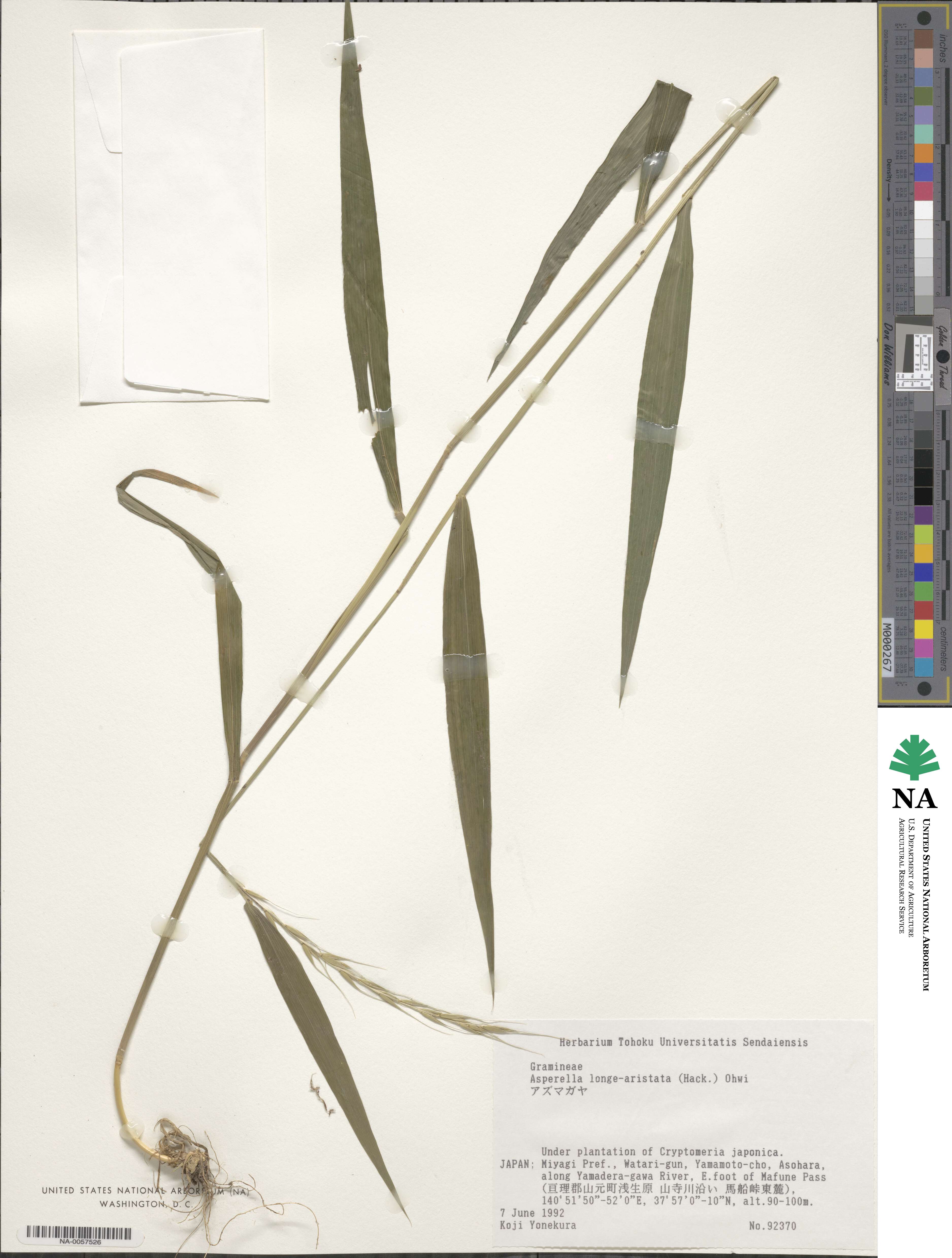 Elymus longearistatus image