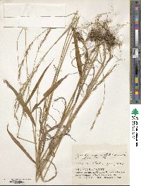 Elymus longearistatus image