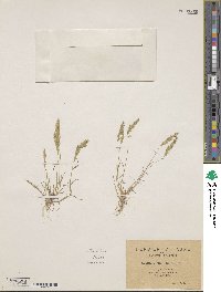 Avellinia festucoides image