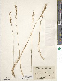 Helictochloa pratensis image