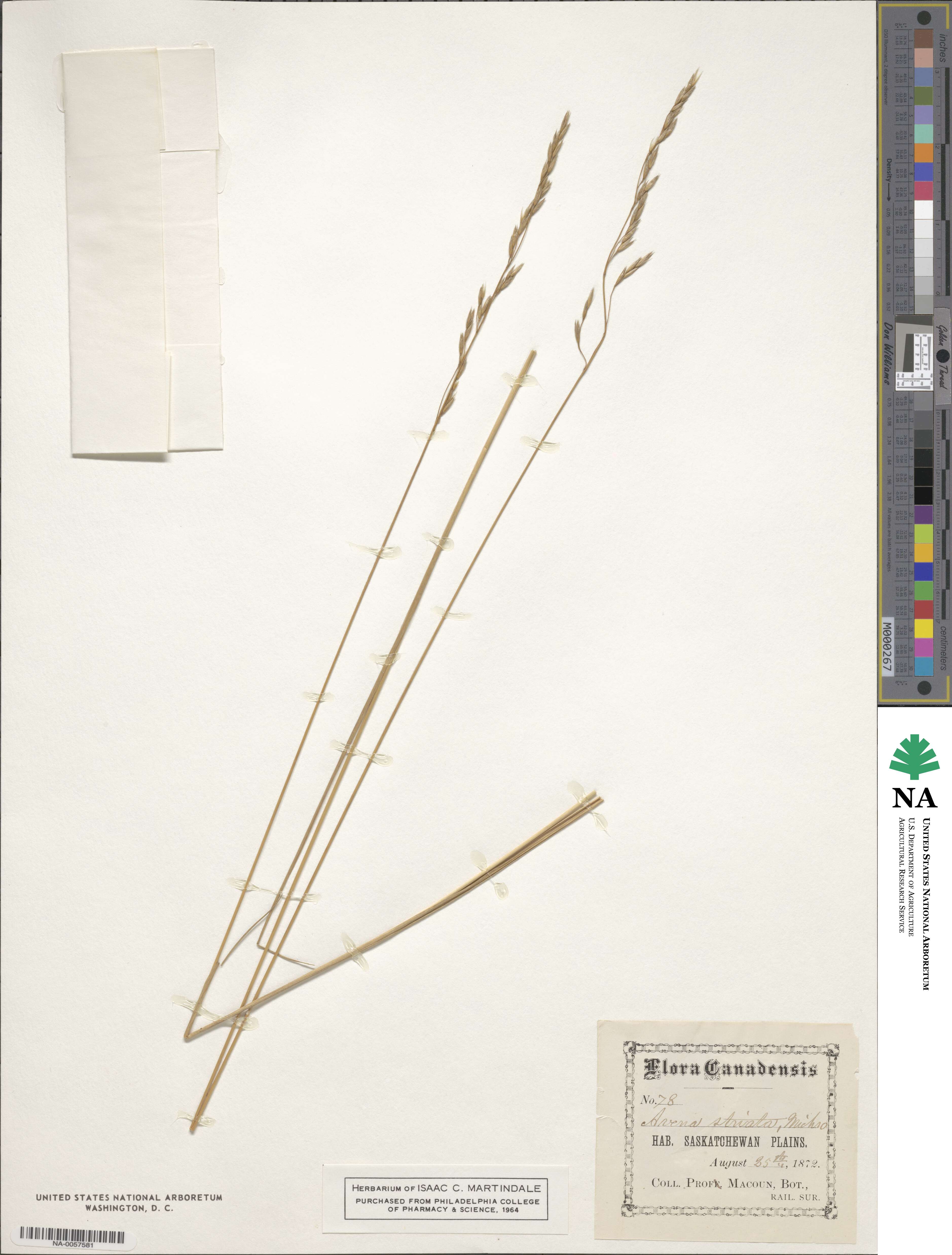 Schizachne purpurascens image