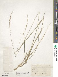 Schizachne purpurascens image