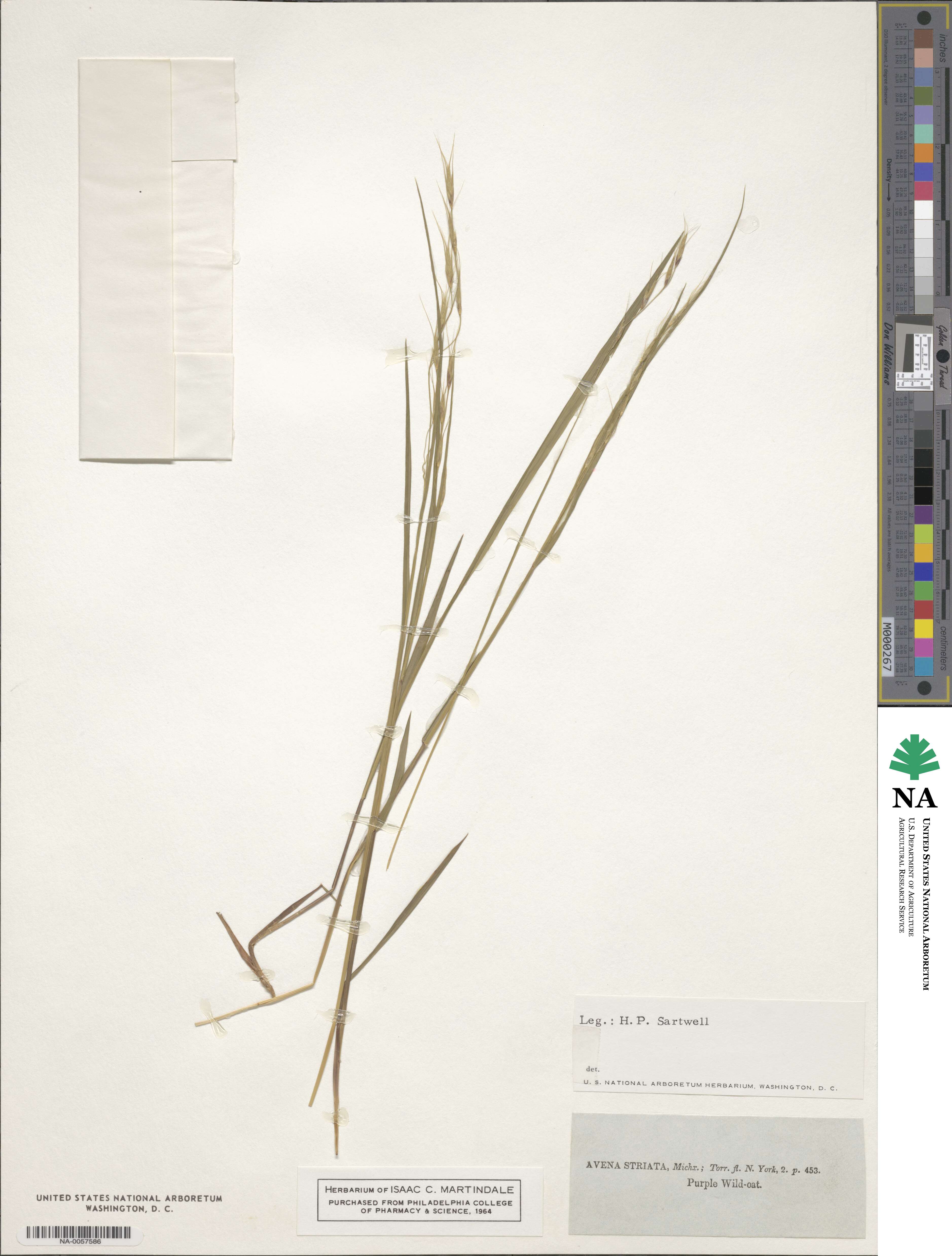 Schizachne purpurascens image
