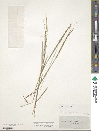 Schizachne purpurascens image