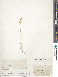 Acrospelion distichophyllum image