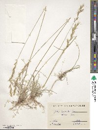 Image of Helictochloa bromoides