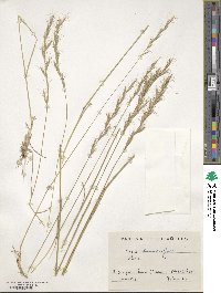 Helictochloa bromoides image