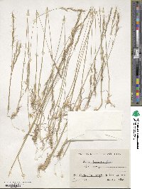 Helictochloa bromoides image